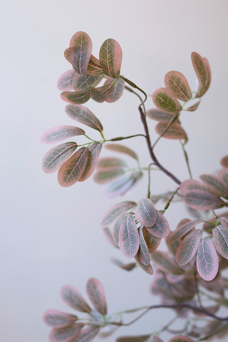 Fittonia Botanical Stem