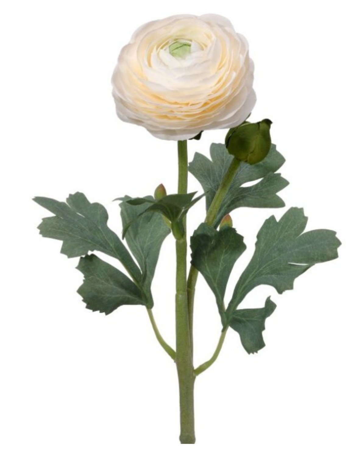 White Ranunculus & Bud Stem