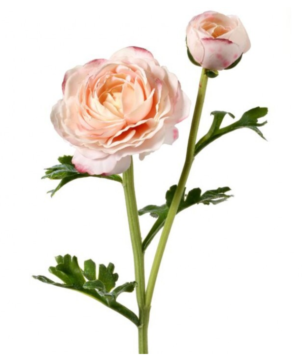 Just Cut Blush Ranunculus & Bud Stem