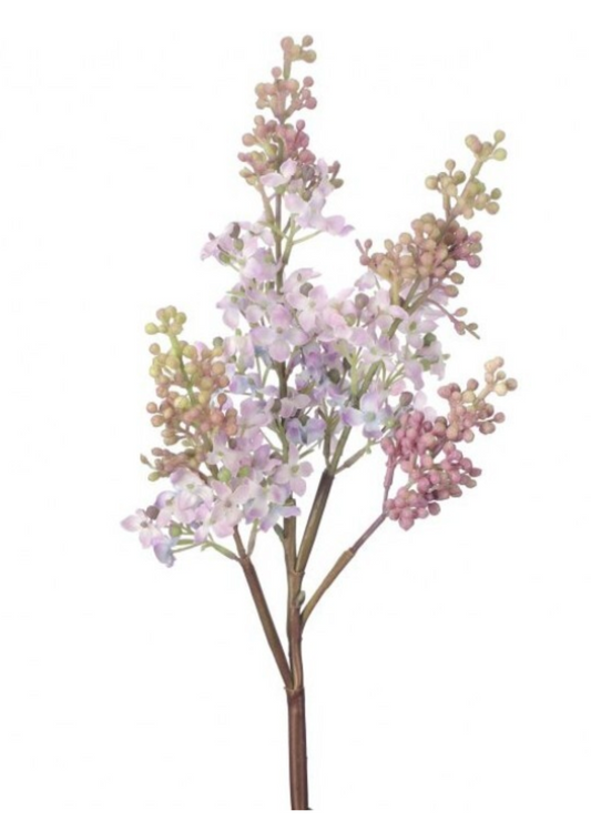 Just Cut Lilac Branch