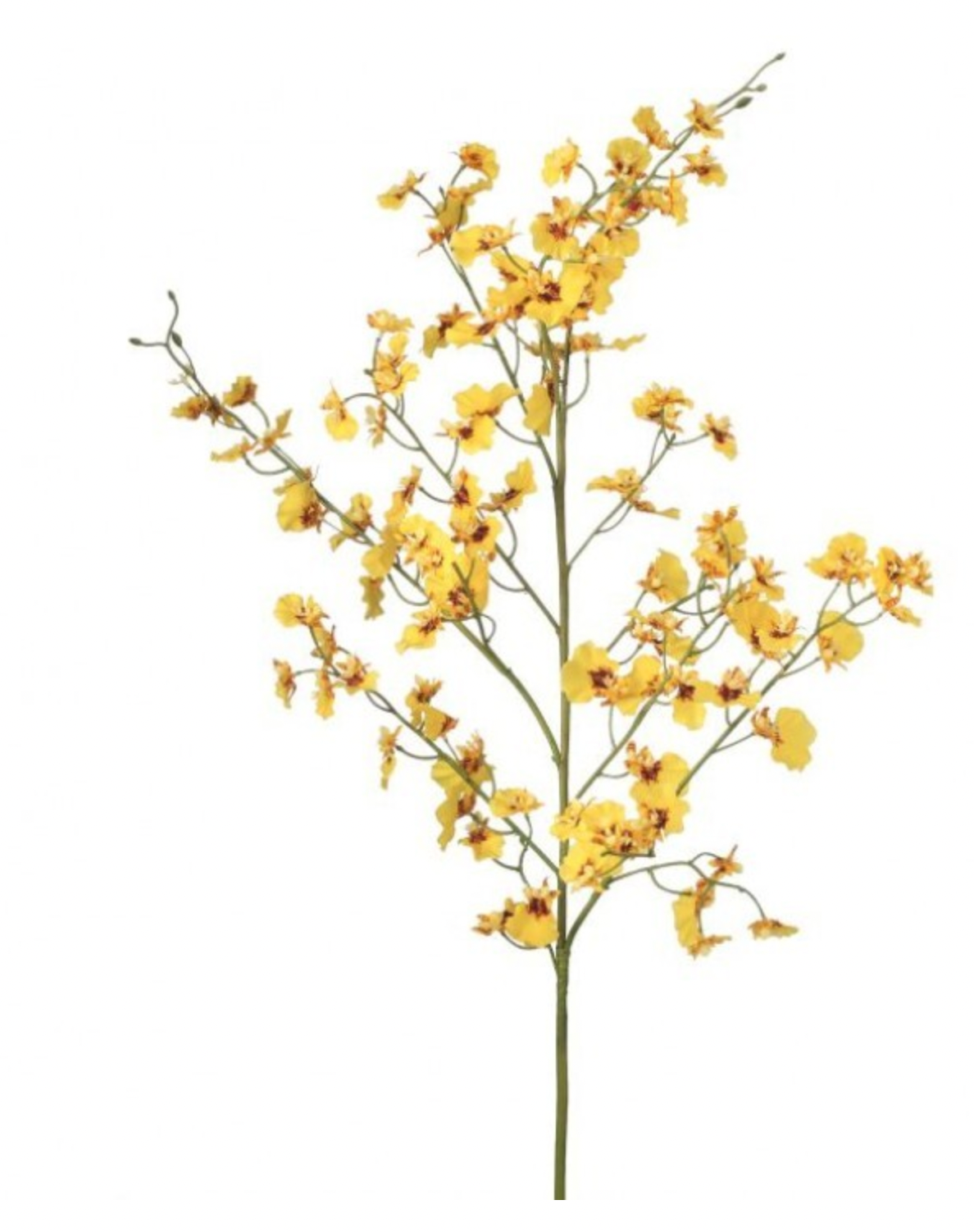 Just Cut Yellow Orchid