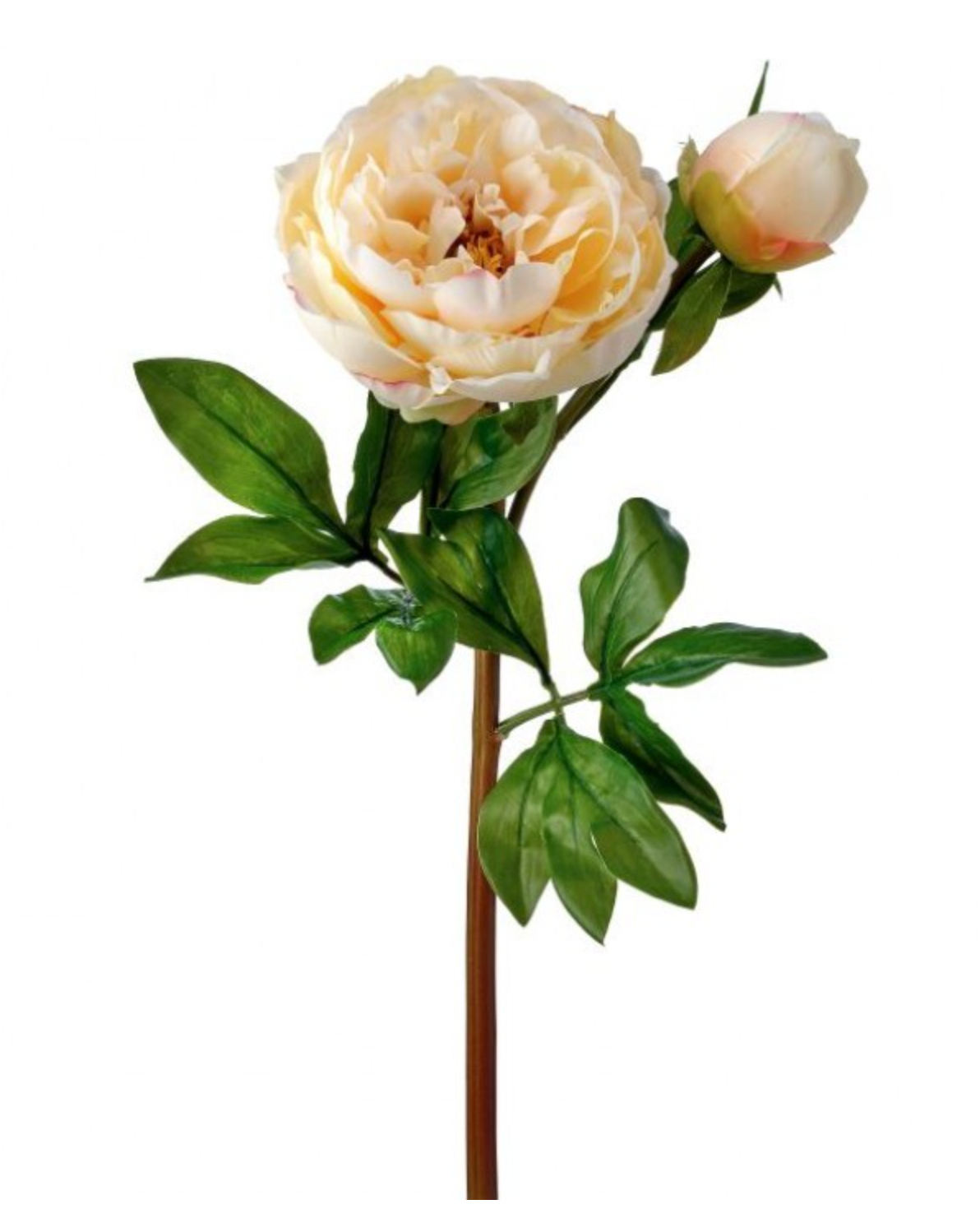 Just Cut Yellow Garden Peony & Bud