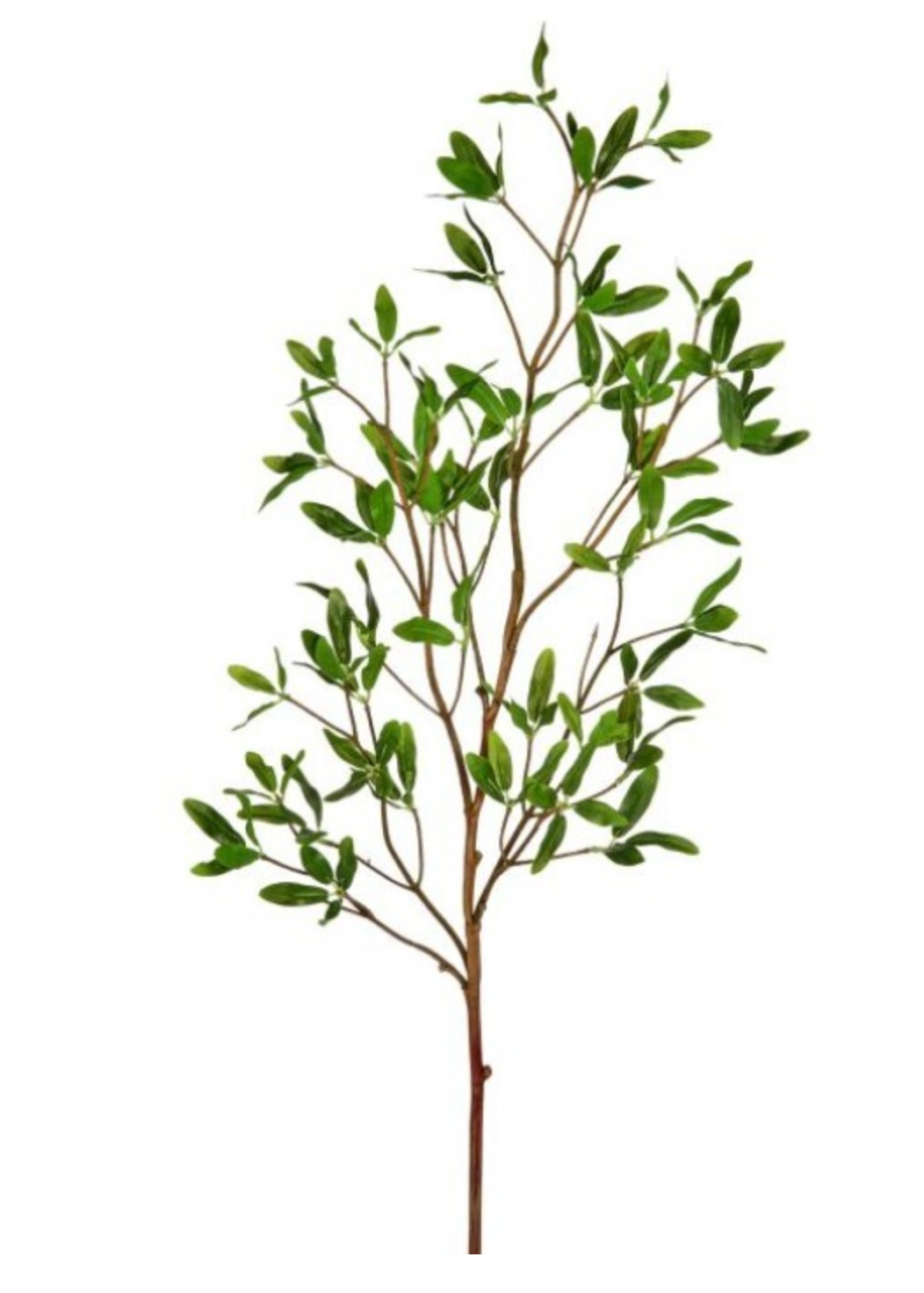 Asian Privet Spray