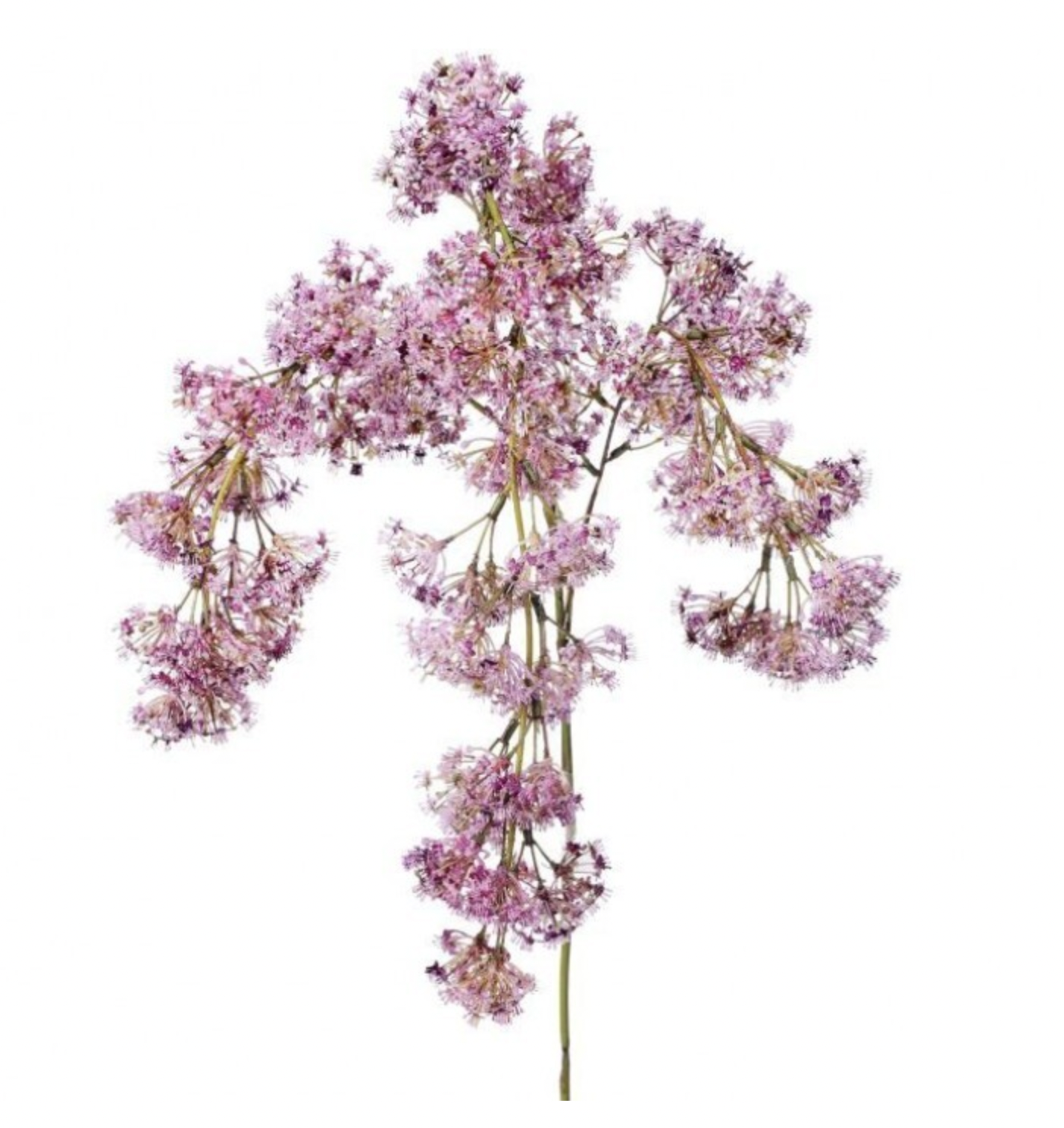 Weeping Laurel Flower Spray