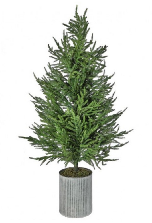 50" Norfolk Pine Tree