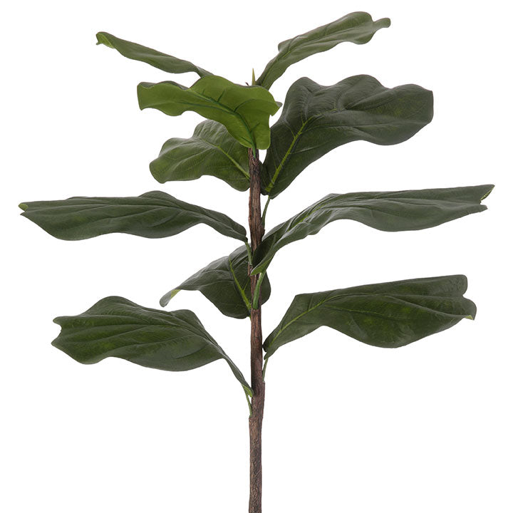 Fiddle Leaf Fig Stem