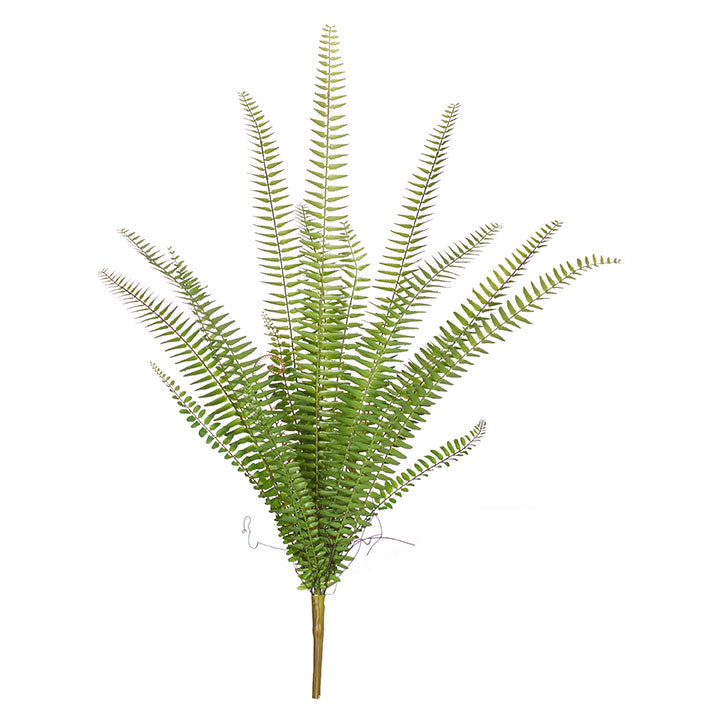 Fern Bush
