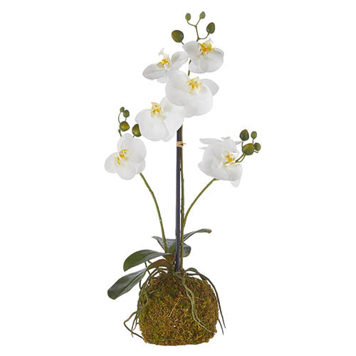 White Orchid Moss Ball – ReclaimedWarehouse