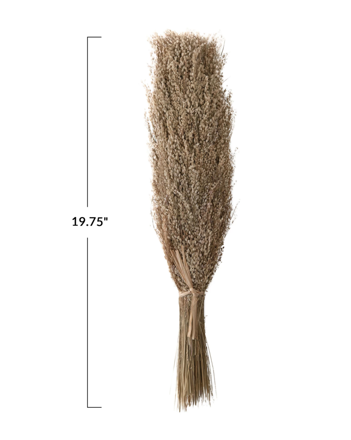 Dried Natural Star Grass Bunch