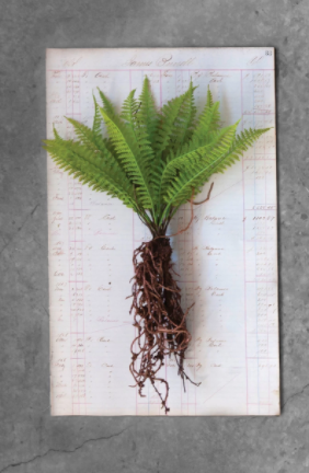Faux Fern with Exposed Roots