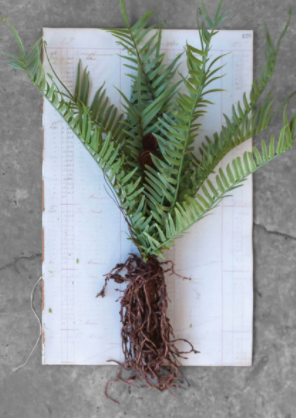 Faux Fern with Exposed Roots