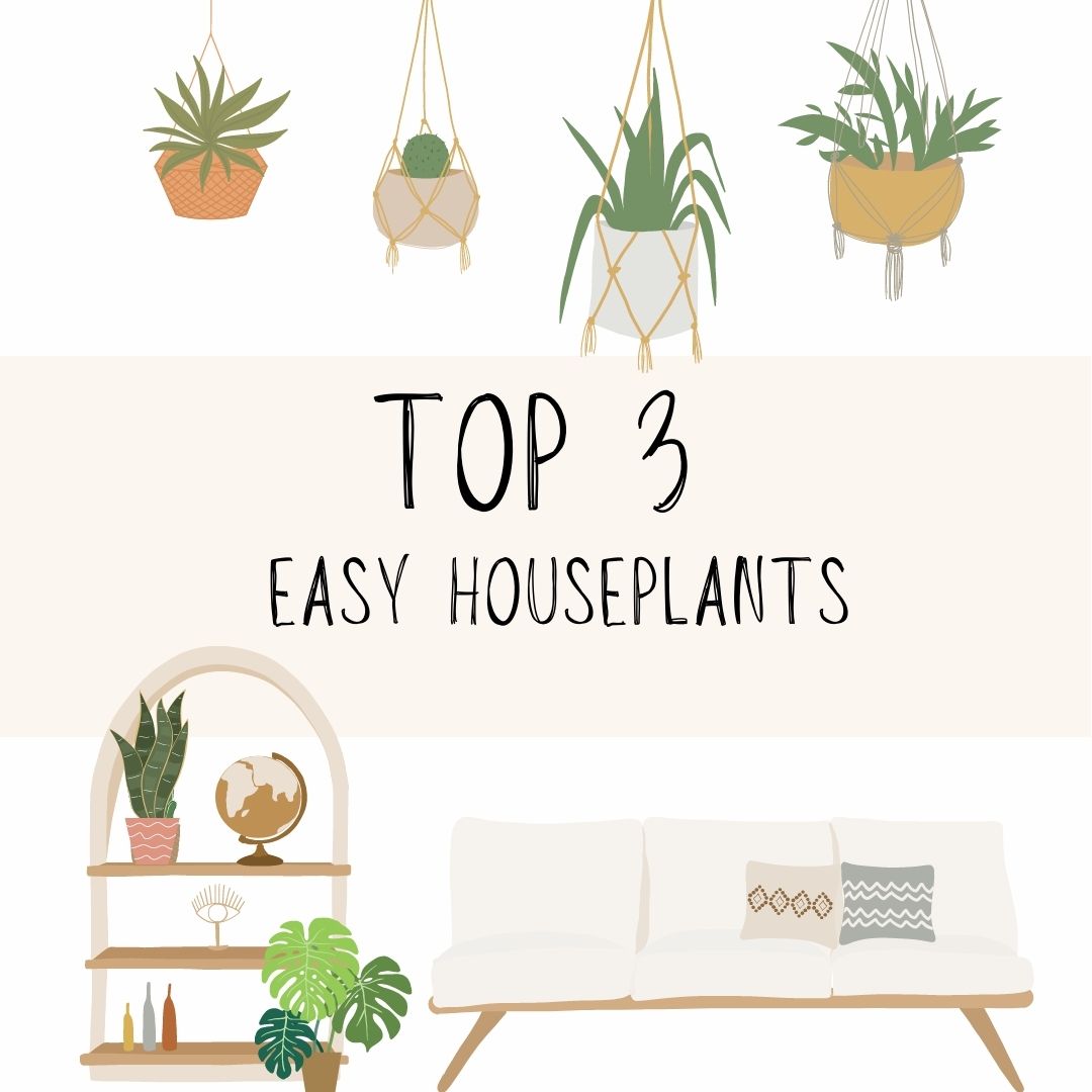 Top 3 Easy Houseplants