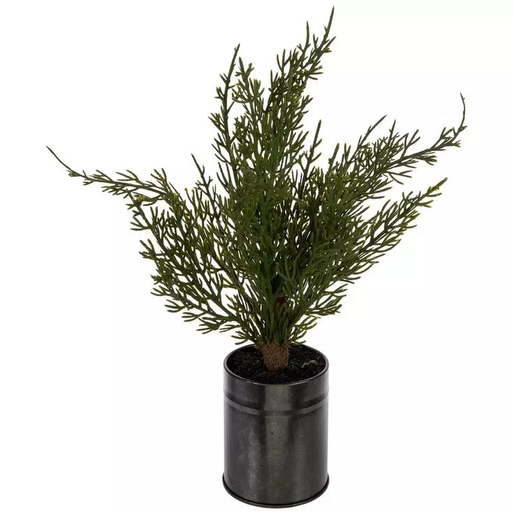 Cedar Tree In Metal Pot