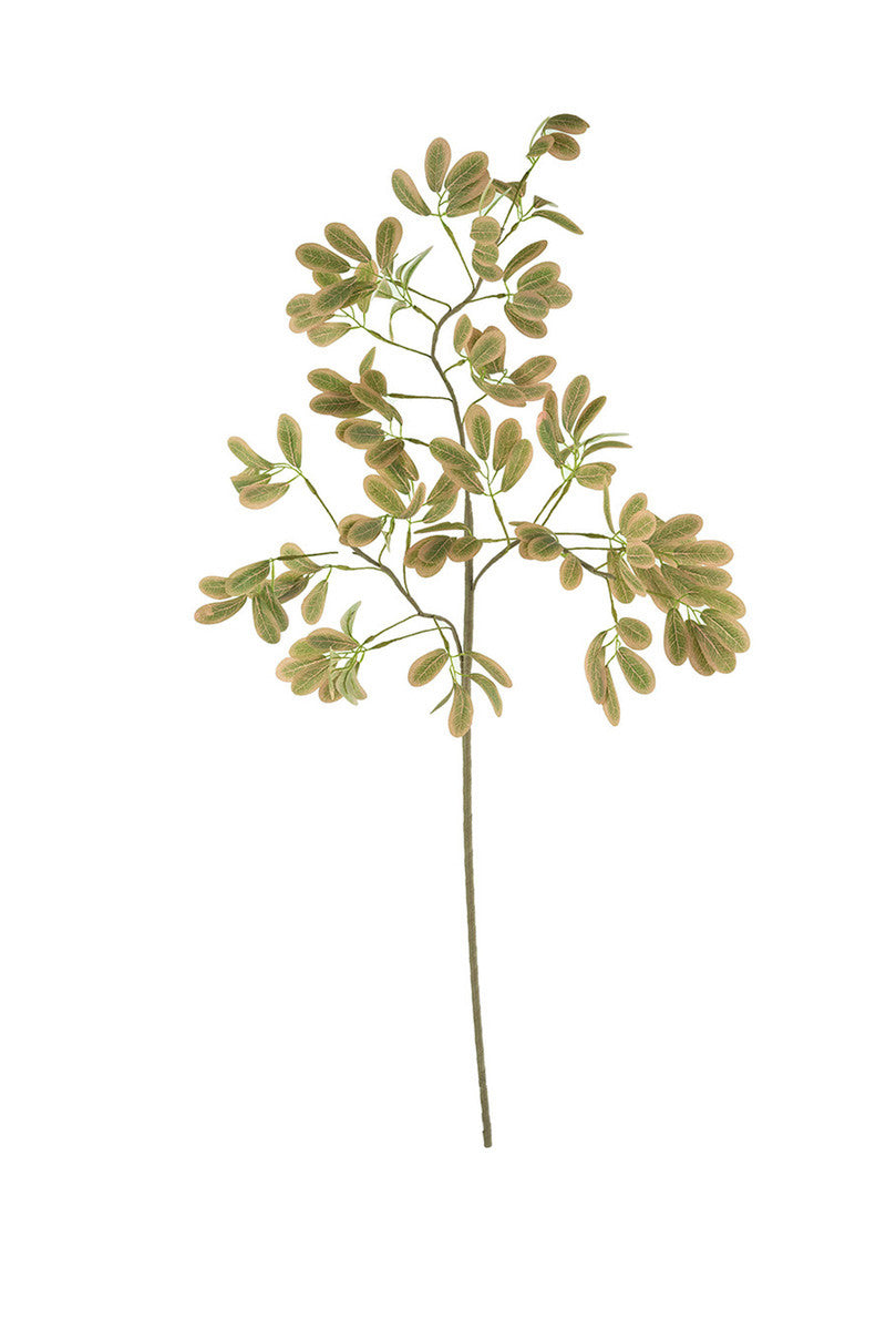 Fittonia Botanical Stem