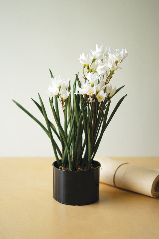 Potted Paper Whites