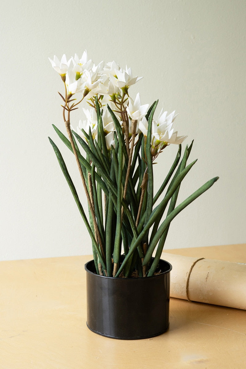 Potted Paper Whites