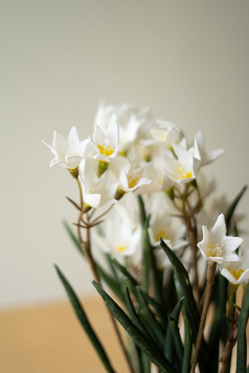 Potted Paper Whites