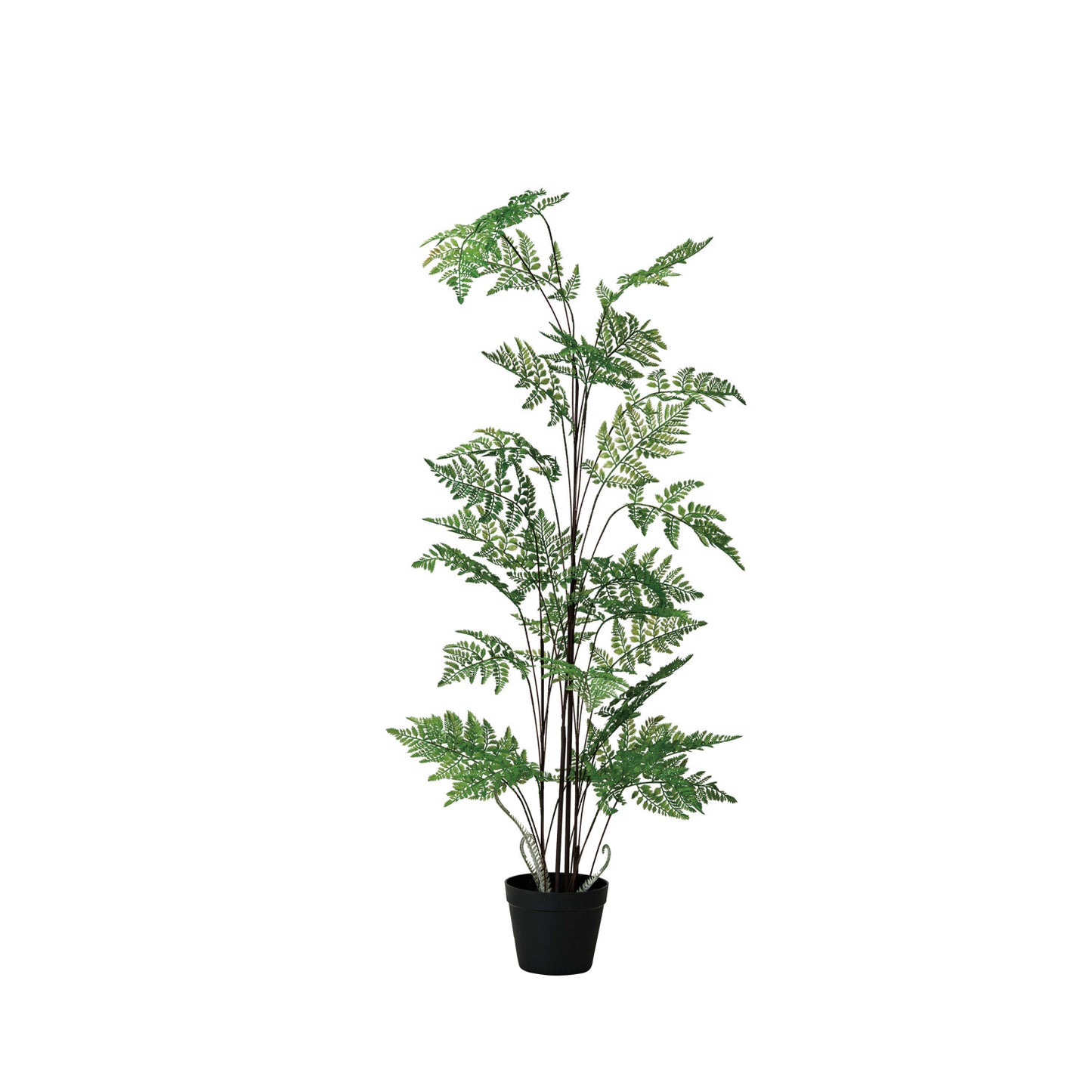 Potted Fern Tree