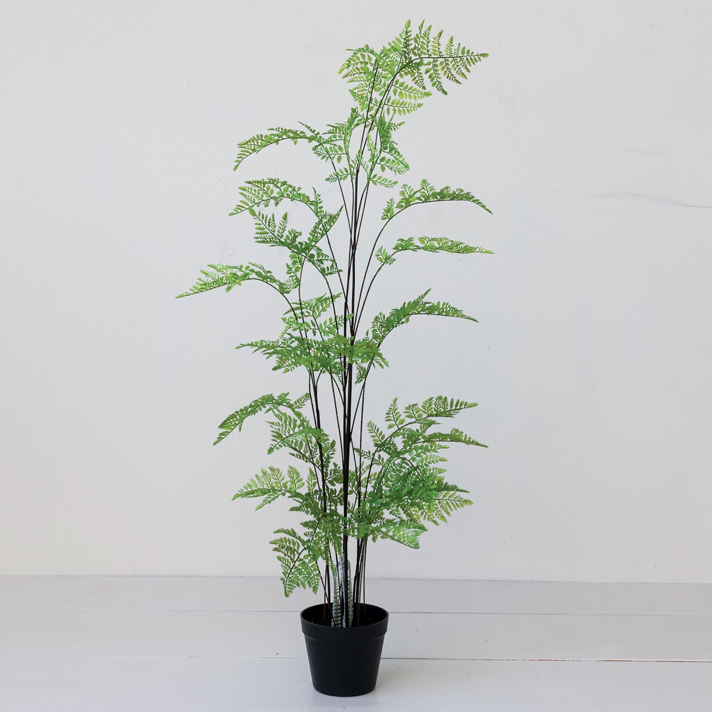 Potted Fern Tree