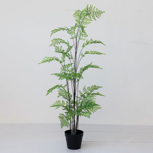 Potted Fern Tree