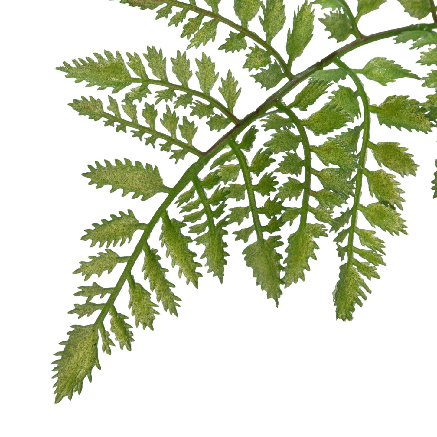 Potted Fern Tree