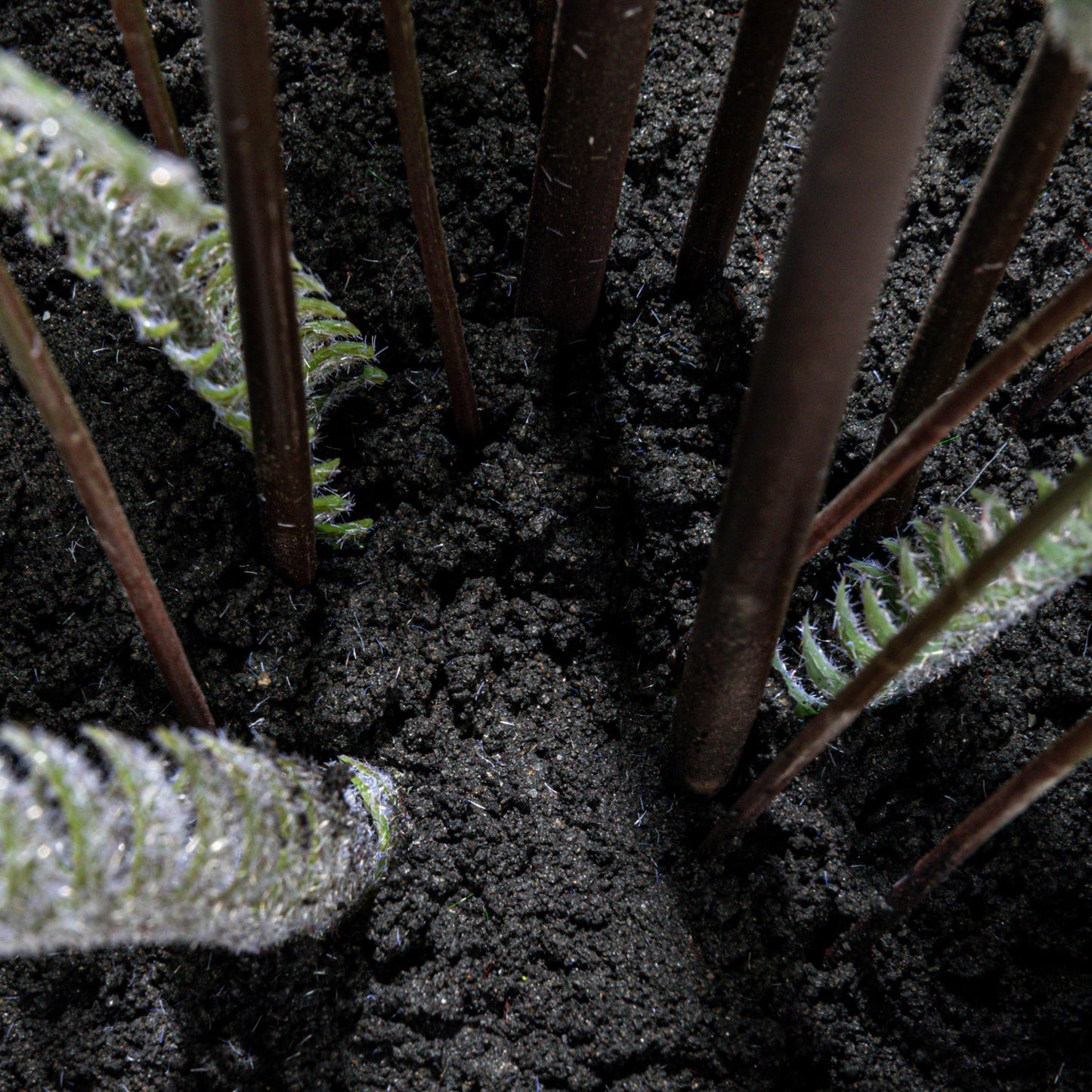 Potted Fern Tree