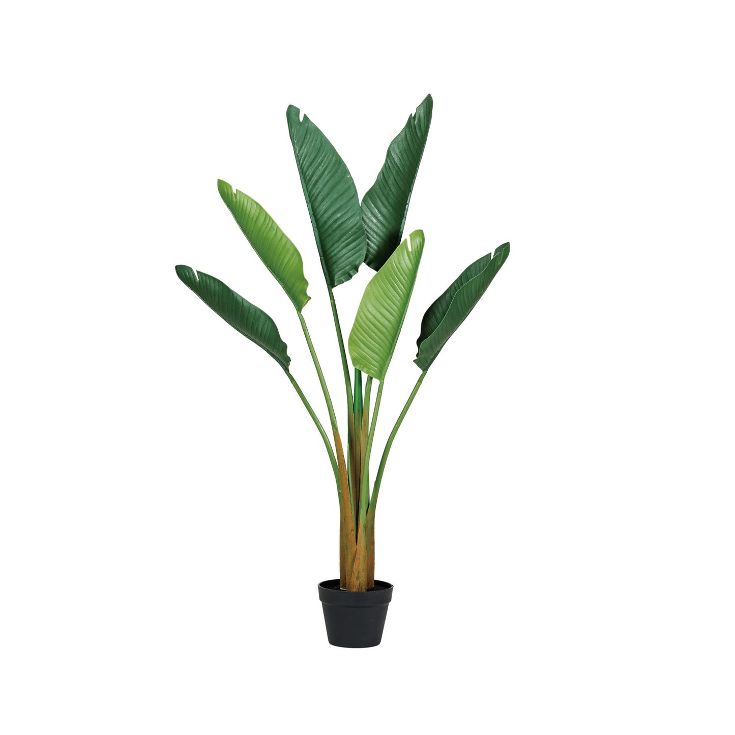 Potted Banana Tree