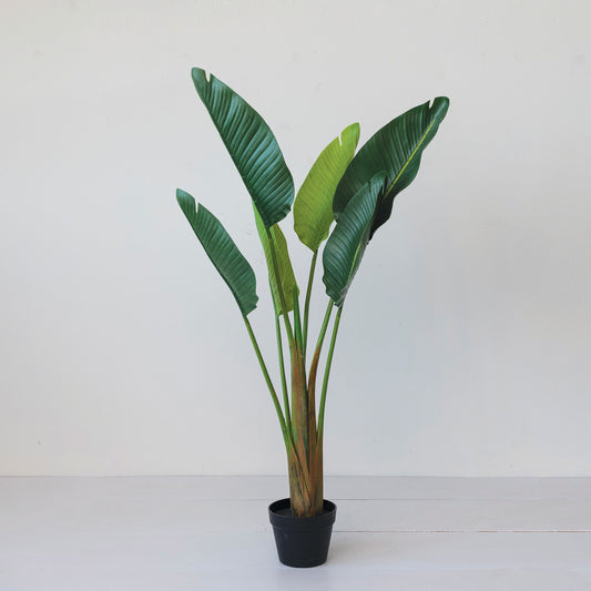 Potted Banana Tree