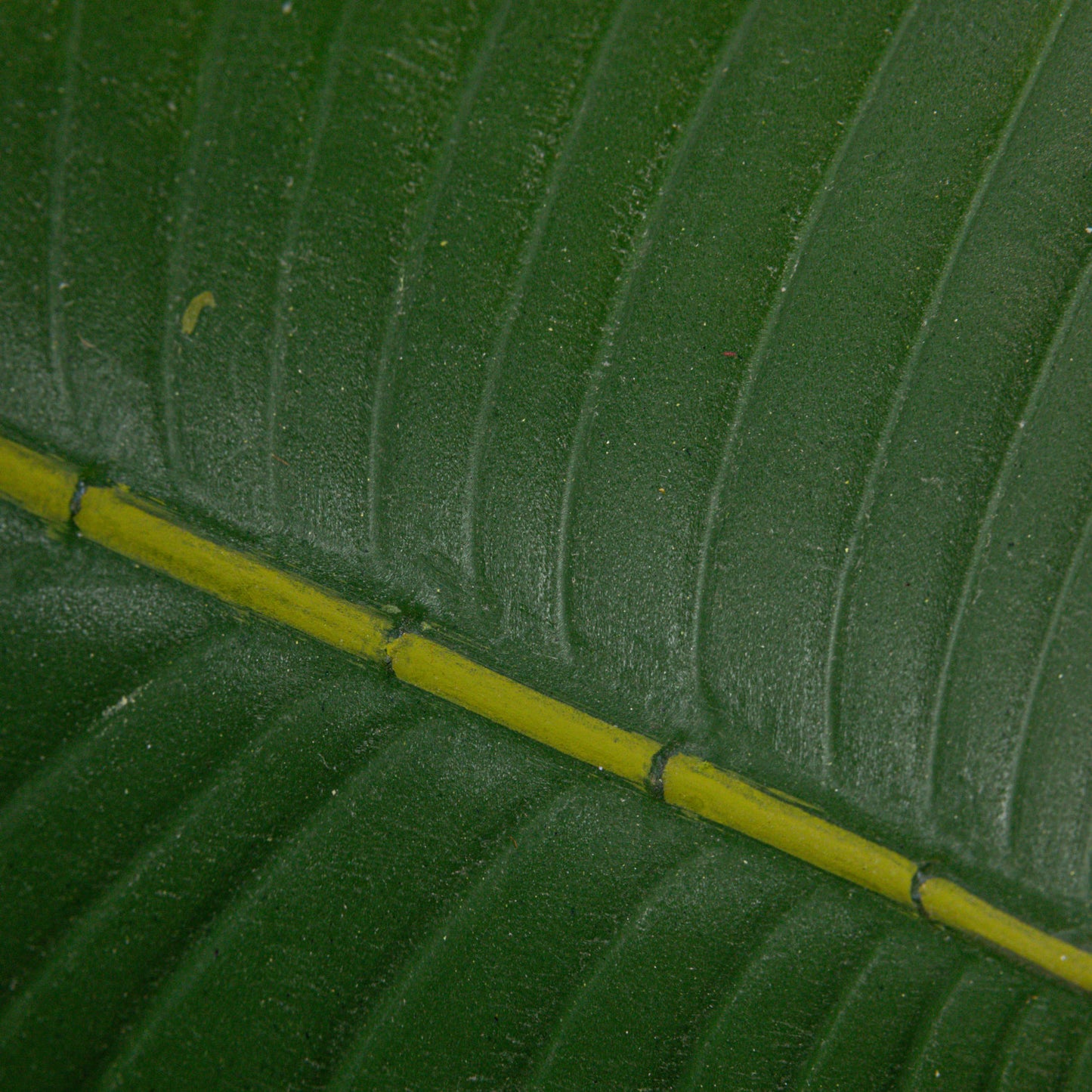 Potted Banana Tree