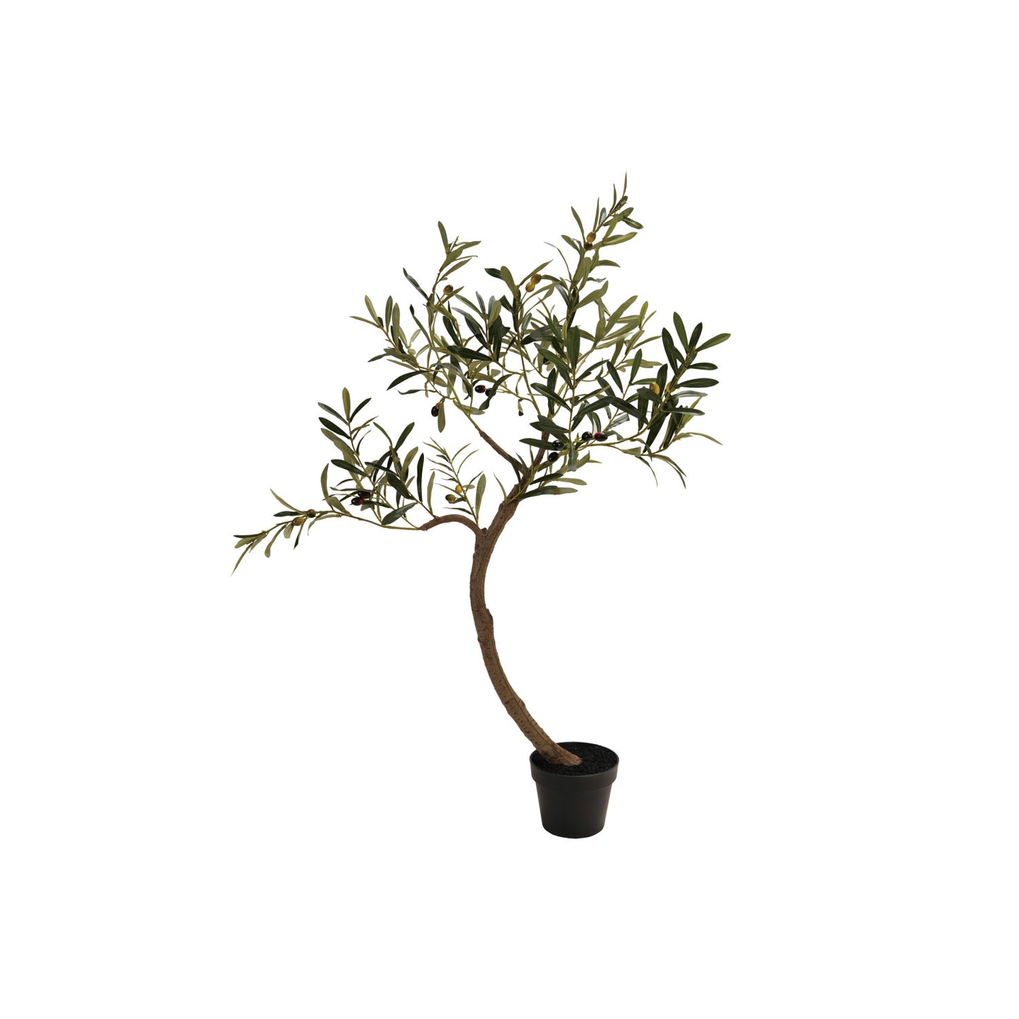 Potted Olive Tree