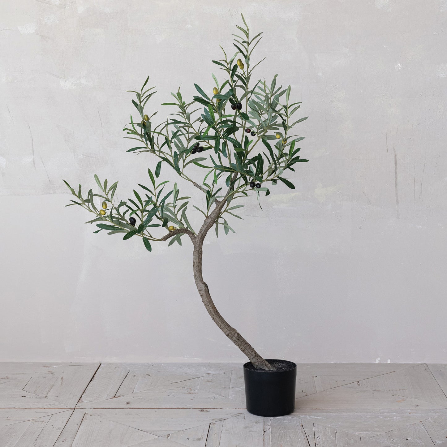 Potted Olive Tree