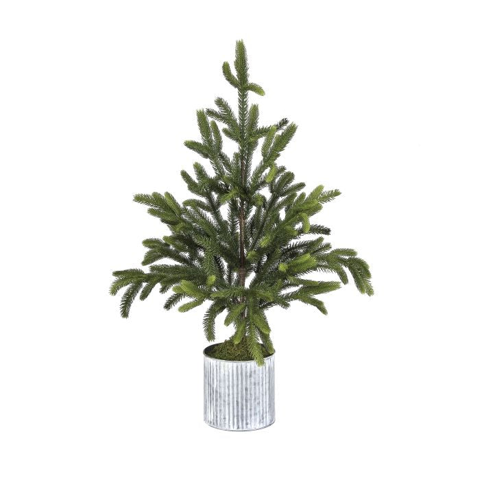 36" Norway Spruce Tree
