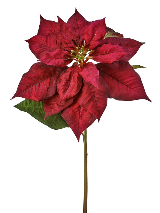 Just Cut Poinsettia Stem