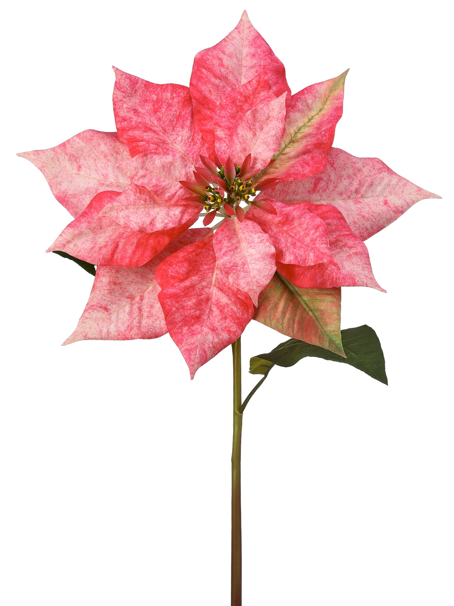 Just Cut Poinsettia Stem