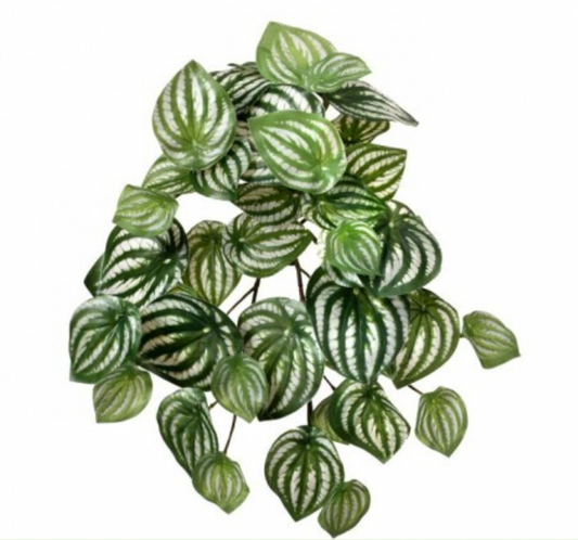 Natural Touch Watermelon Peperomia
