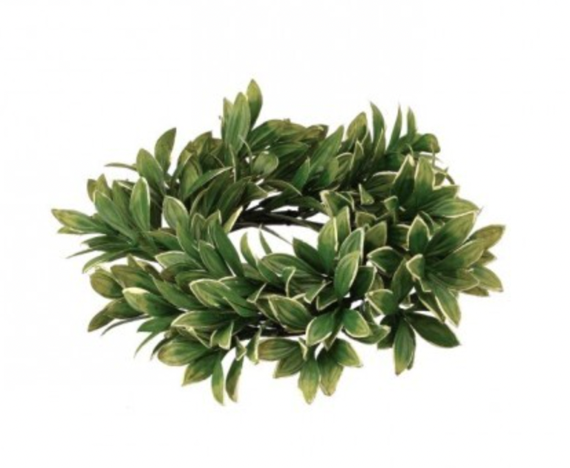 Variegated Boxwood Ring