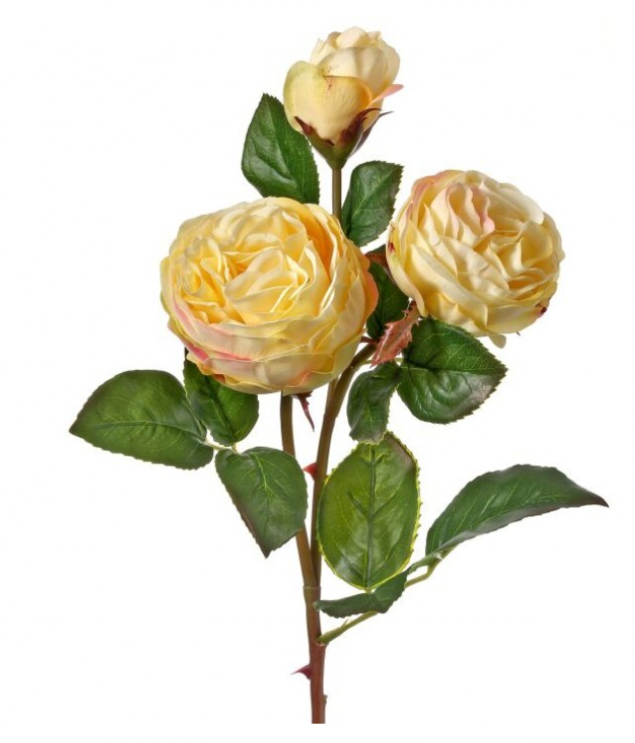 Just Cut Yellow Floribunda Rose