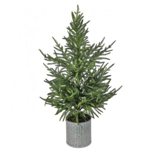 36" Potted Norfolk Pine Tree