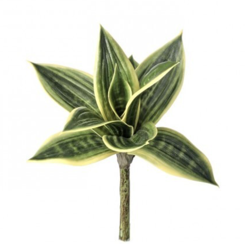 Yellow Green Sansevieria Plant