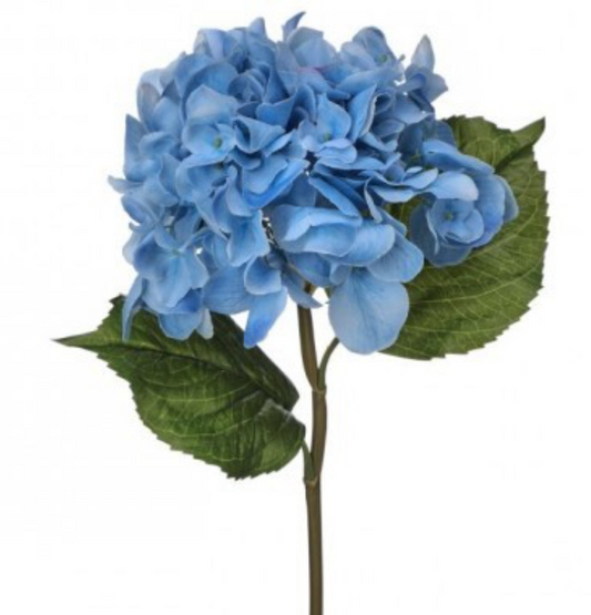 Blue Grand Hydrangea
