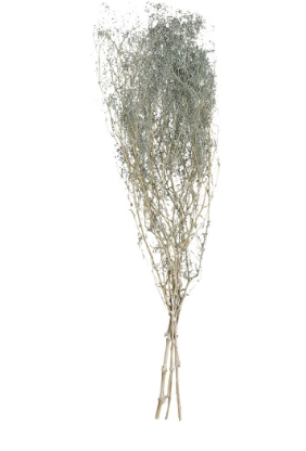 Dried Baby's Breath