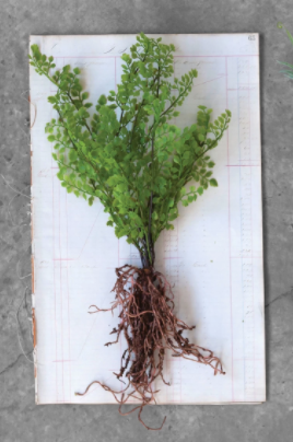 Faux Fern with Exposed Roots